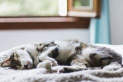 Why Cats Sleep So Much