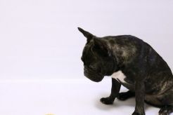 Can Dogs Eat Bananas?