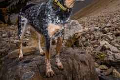 The Smartest Dog Breeds in the World