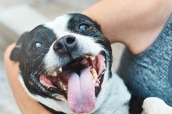 Why Do Dogs Pant?