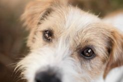 Why Do Dogs Have Whiskers?