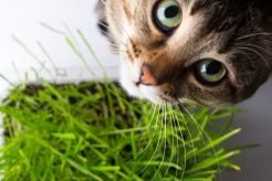 Why Do Cats Eat Grass?