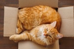 Why do Cats Like Boxes?