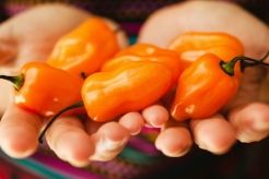 These Are the Hottest Peppers on the Planet