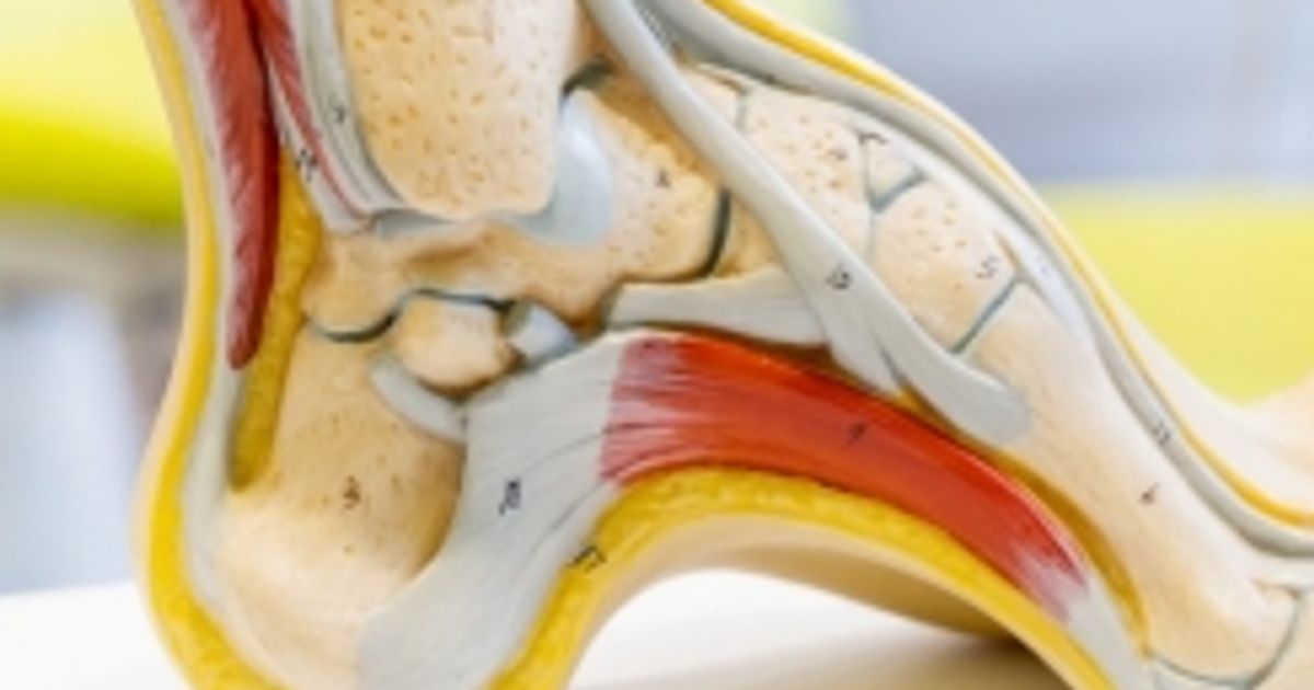 All About the Ankle - Facty Health