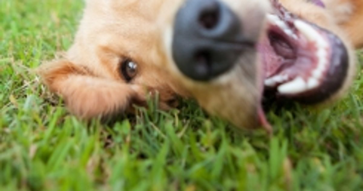 Why Do Dogs Shake? Facty