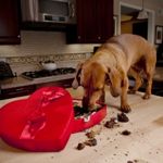 Why is Chocolate Bad for Dogs?