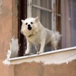 How Do You Get a Dog Stop Barking?