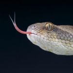 What Are the Deadliest Animals in the World?