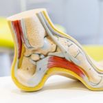 All About the Ankle