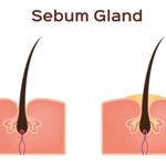 Sebum and the Sebaceous Glands