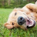 Why Do Dogs Shake?