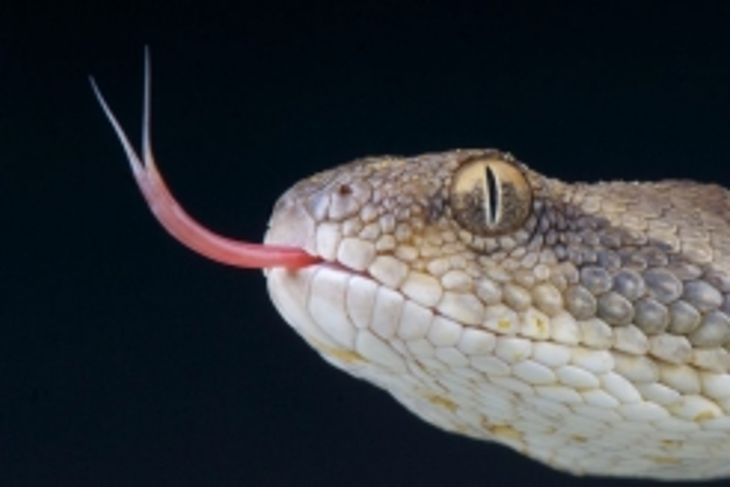 What Are the Deadliest Animals in the World?