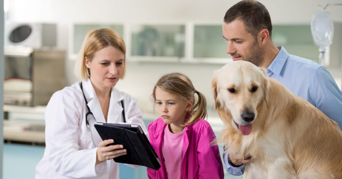 кот и ветеринар арт. медицинская собака. шпиц у ветеринара. собаки которые достают до неба. девушка ветеринар.