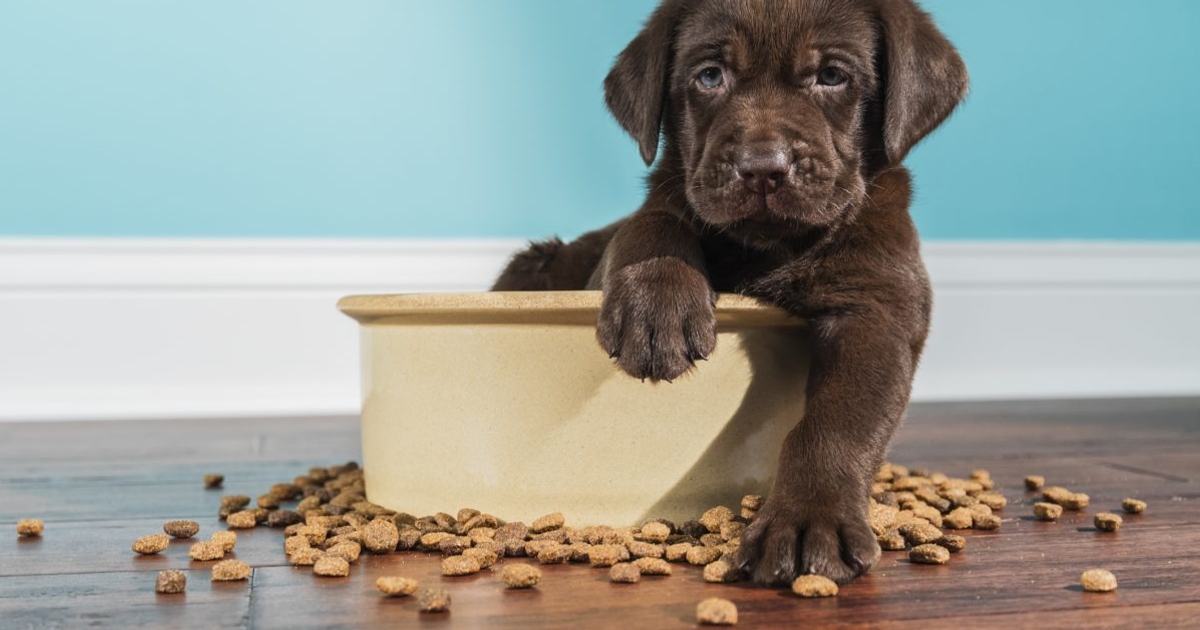 how-long-is-the-dog-gestation-period-facty