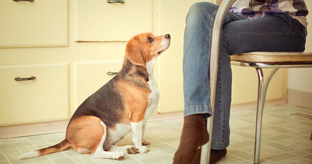 Can Dogs Safely Eat Onions? Facty