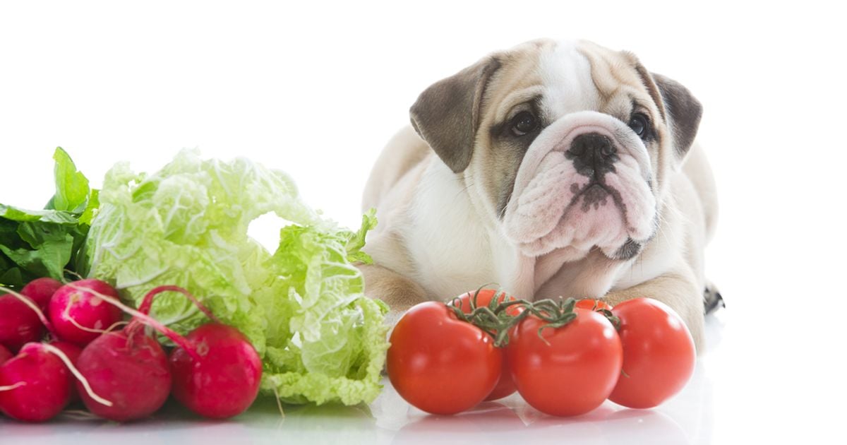 Are Tomatoes Safe for Dogs? Facty