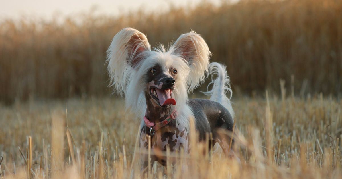 Hairless Dog Breeds and How to Care for Them Facty