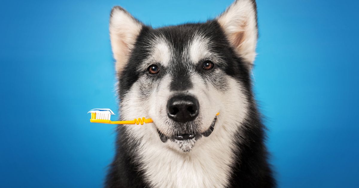 How Do You Brush a Dog's Teeth? Facty