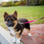 What are the Most Popular Mixed-Breed Dogs?