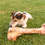 Can Dogs Eat Ham?