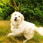 Why Should You Choose a Great Pyrenees Dog?