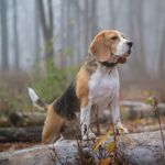 Check Out These Exciting Hound Dog Breeds