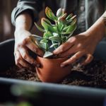 How To Take Care of Succulents