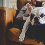 Low-Maintenance Dog Breeds
