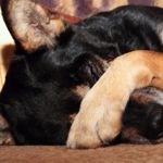 Can Dogs Get Pink Eye?