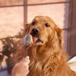 Are Peanuts Safe For Dogs?