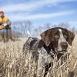 How Do Dogs Get Worms?