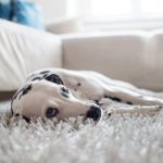 Can Dogs Get the Flu?