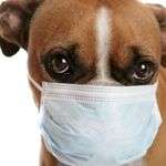 Can Dogs Catch a Cold?