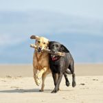 What is Ringworm in Dogs?