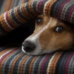 What Does a Fever Mean In Dogs?