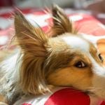 All About the Shetland Sheepdog