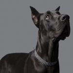 What are the Signs of Bloat in Dogs?