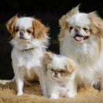 Check Out These Amazing Small Dog Breeds