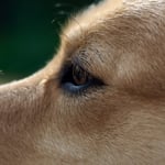 How Are Bee Stings Treated in Dogs?