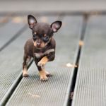 The Cutest Teacup Dogs