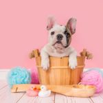 A French Bulldog is Ready to Be Your Best Friend