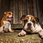What Do I Need to Know About Owning a Bulldog?