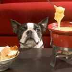 Are Dogs and Cheese a Good Combo?