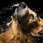 What Is A Dog’s Anatomy?