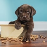 How Long is the Dog Gestation Period?