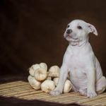 Can Dogs Eat Garlic?