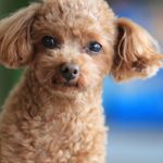 What Is Hemorrhagic Gastroenteritis in Dogs?