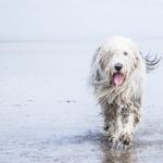 Everything About Old English Sheepdogs
