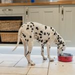 Are Cashews Safe For Dogs To Eat?